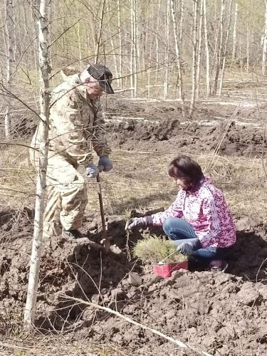 В Орловской области годовой план по лесовосстановлению выполнен полностью