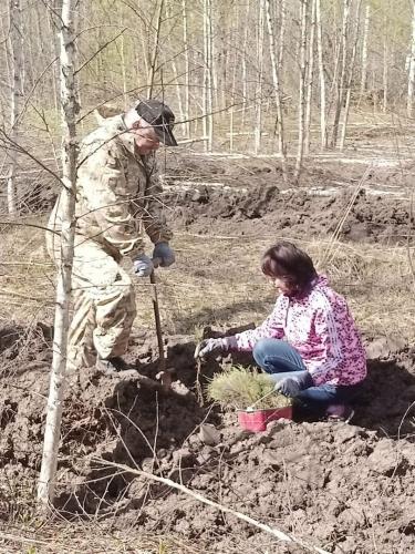 Болховские лесничие выполнили весенние работы по посадке сосны